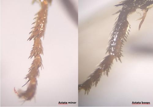 Astata divers